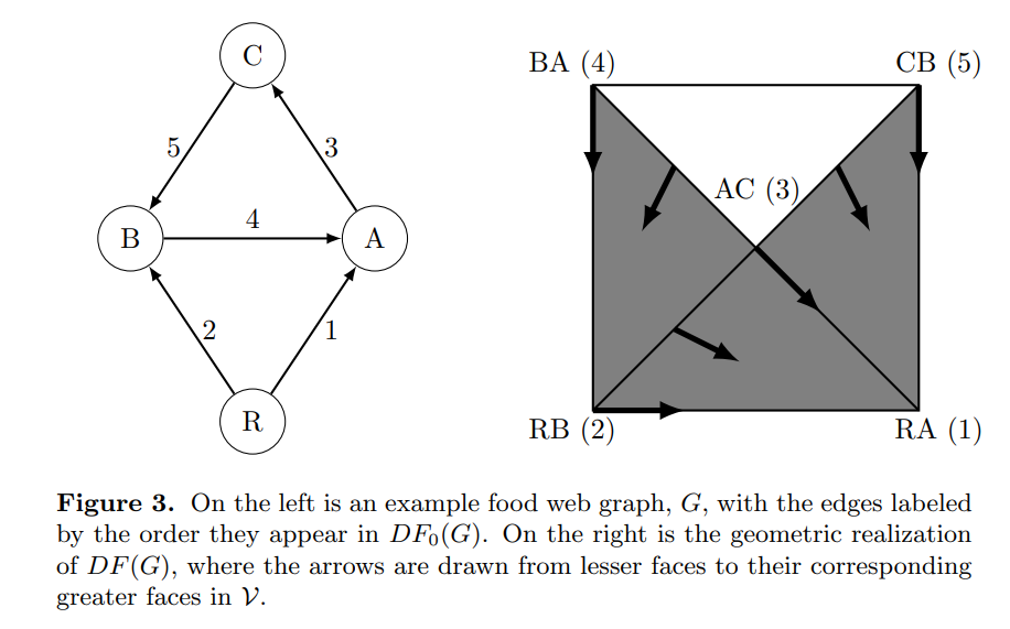 Morse Flow on Directed Forest Complex